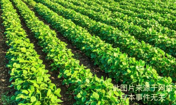 八旬老人多年守地之盼：期待妥善解决